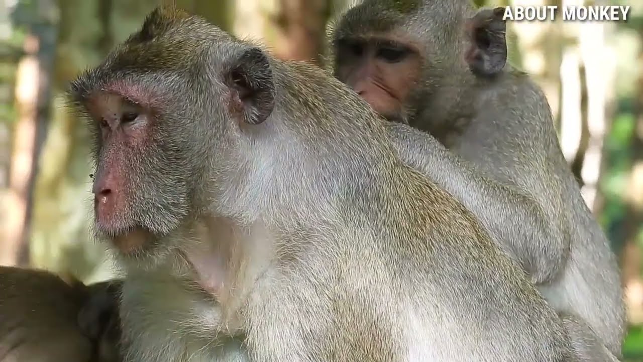 Oh My God! Monkey Jane Open Big Mouth And Want Attack Her Daughter Tarzana Cos She Confusing