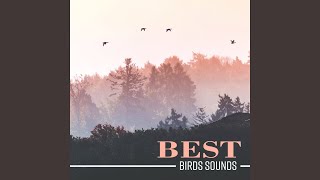Singing Wing Echo