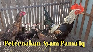 Pama iq chicken farm