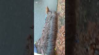 best sound as an eqestrian😍#horses#asmr
