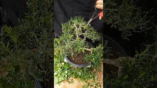 Cara Cepat Pruning Bonsai Jadi Padat dan Cantikbonsai #pruningbonsai #bonsaiindonesia #bonsaivira