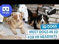 3D Meet the Animals: Meet Dogs in 3D 180° [VR180]