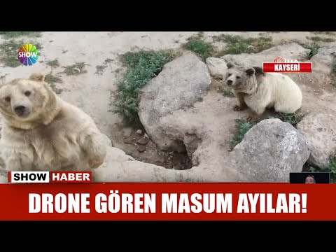 Drone gören masum ayılar!