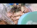 Spring Rolls 4K