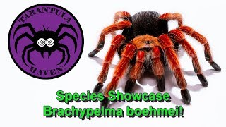 Species Showcase!  Brachypelma boehmei!