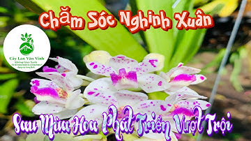 Cách Chăm Sóc Nghinh Xuân, Đai Châu, Ngọc Điểm Sau Mùa Hoa Chuẩn Khoa Học