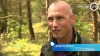 Prinses Laurentien Verwelkomt Wisent Op De Veluwe - Omroep Gelderland - Omroep Gelderland