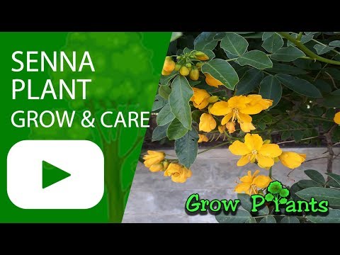 Video: What Is Senna: Learn How To Grow Senna In Your Herb Garden