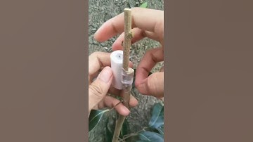 Công nghệ ghép cây ăn quả # hướng dẫn ghép cành