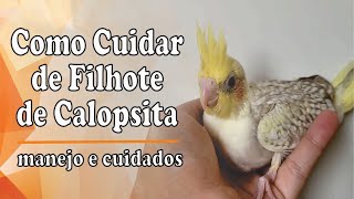 Como Cuidar de Filhote de Calopsita Passo a Passo