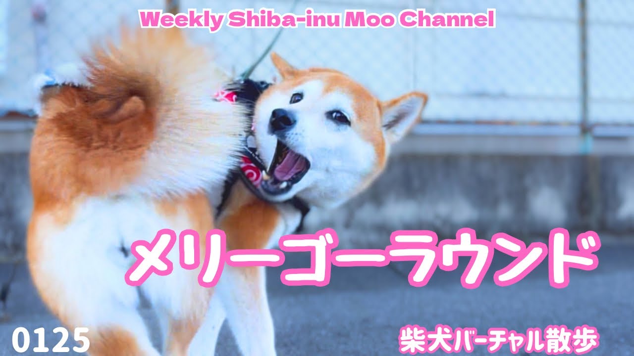 【柴犬】メリーゴーラウンド #252