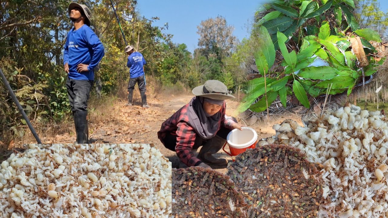 ป๊าดมีทั้งไข่ทั้งเป้งแหย่ไข่มดแดงรอบแรกของปีหมานๆสุดๆก่นกลับบ้านลงน้ำหว่านปลาไปต้มใส่มดแดง