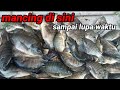 mancing nila sempai lupa ngudud#mancingnilaliaran