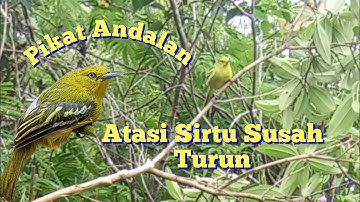 Suara Pikat Burung Sirtu Andalan Dijamin Ampuh