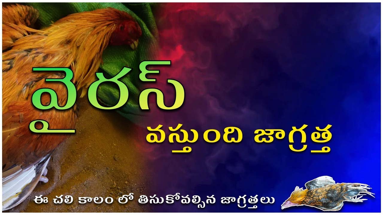 వైరస్ లు వస్తునాయి జాగ్రత్త || Beware of virus attack in chickens