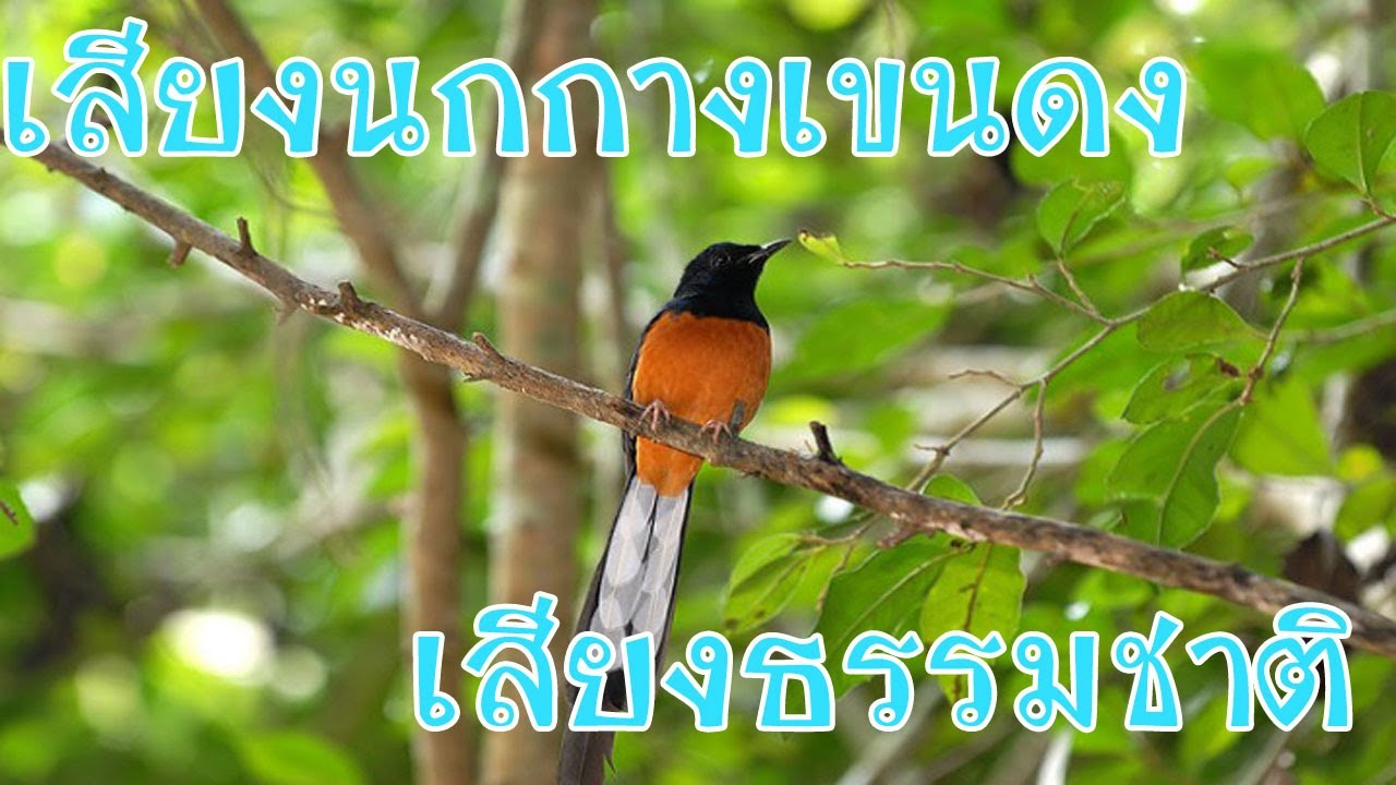 เสียงนกกางเขนดงจากธรรมชาติแท้ๆ ร้องเรียกกัน