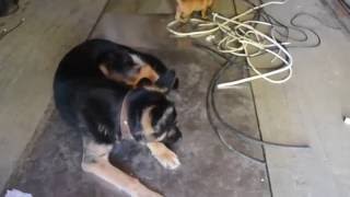Прикольное видео Щенок таксы играет с овчаркой Прикольное видео Щенок таксы играет с овчаркой