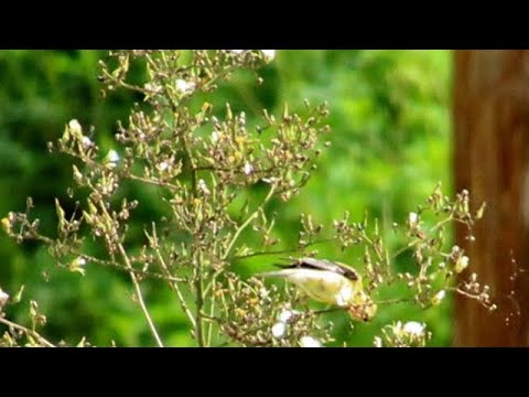 How to identify wild lettuce seeds for planting - YouTube