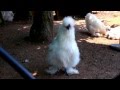 Cute Silkie Chickens