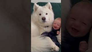 #baby #viral #puppy #reels #cute #jakethetroublemaker #shorts #fyp #reels #viral