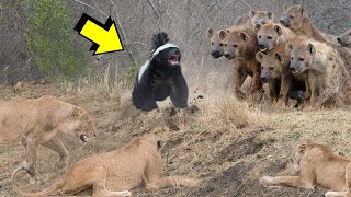 Honey Badger VS Pride Of Lions And Clan Of Hyenas