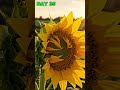 Watch a Sunflower Grow Into a Giant Bloom 🌻✨ #sunflower #nature #asmr #slowmotion #shorts