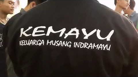 Keluarga musang Indramayu ( kemayu ) ramaikan hari sumpah pemuda