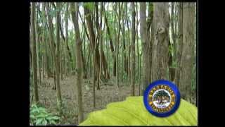 Barbados Arbor Day Expo September 22, 2012 (Commercial)