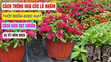 Thời điểm gieo và cách gieo cúc lá nhám vụ tết 2025