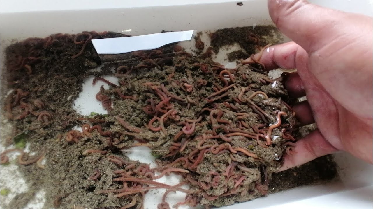 arenicola locale trovo uno strano crostaceo