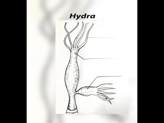 Hydra vintage Royalty Free Vector Image - VectorStock