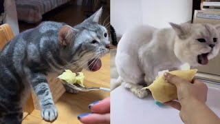 Funny Baby Cats - Cute and Funny Cat Videos | Puppy Town by Viral Tech Hub 10 views 3 years ago 3 minutes, 24 seconds