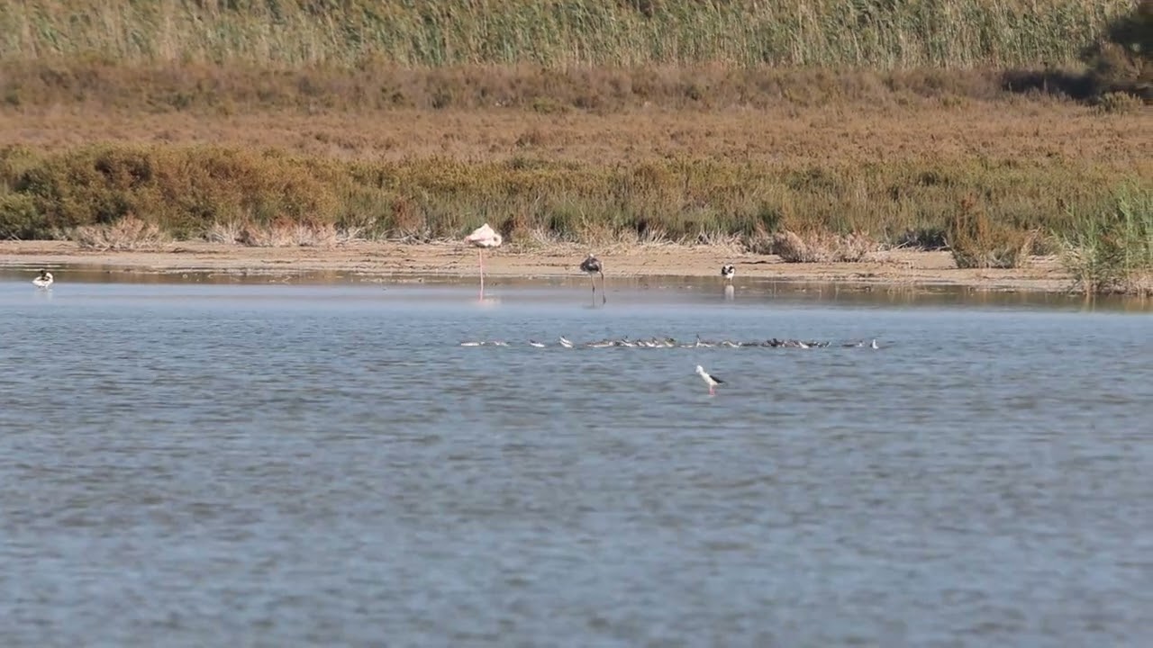 Black-winged Stilts feeding frenzy