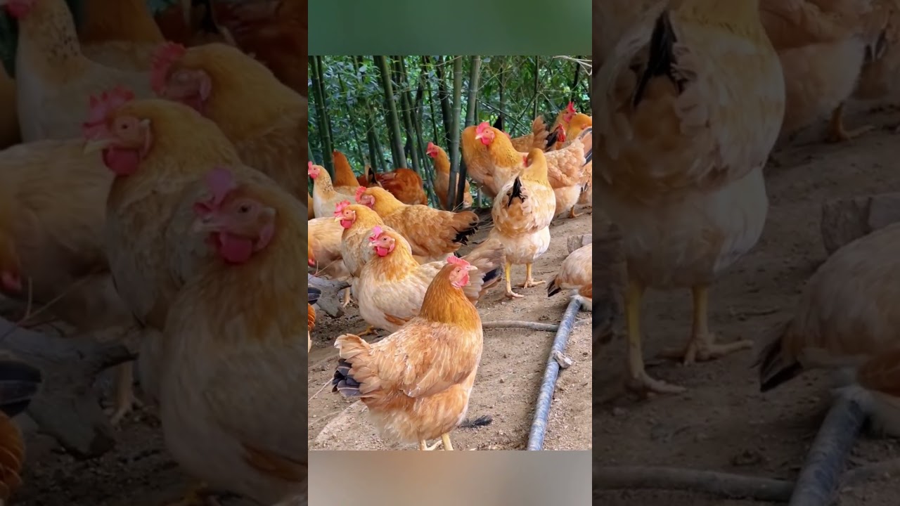 CHICKEN FARM| Chicken is so fat 