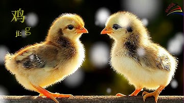 Học tiếng Trung online - Từ vựng | Chủ đề Động vật