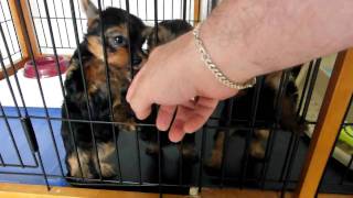 Kiss, Kiss. Puppy love from 7-week-old Yorkie puppies. by mkant69 479 views 13 years ago 38 seconds