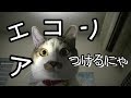 エアコンを止めると猛抗議してくる猫