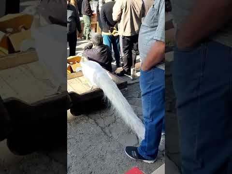 طاوس ابيض جميل جدا في سوق الغزل اليوم الجمعه٢٠٢٢ ٢ ١١