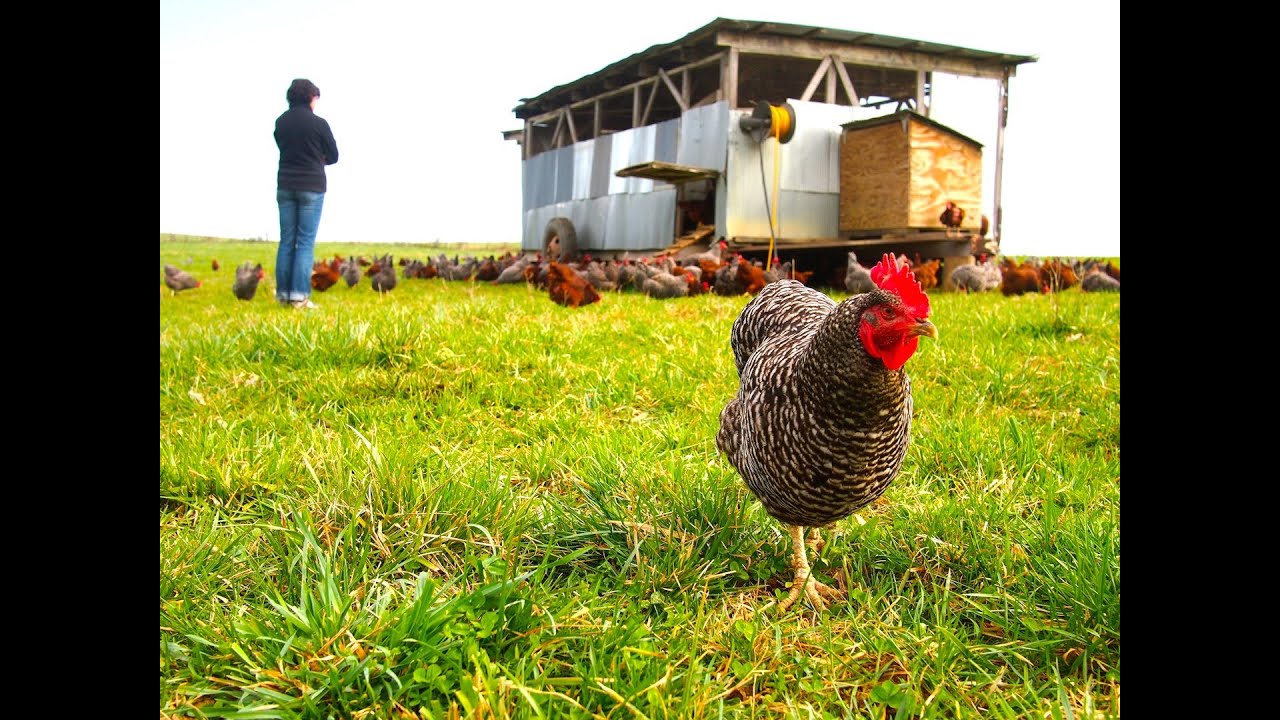 Polyface Farms YouTube polyface-farms-youtube