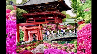 DISCOVER  TOKYO OLDEST & MOST BEAUTIFUL NEZU JINJA SHRINE !(AZALEA  TSUTSUJI FLOWER FESTIVAL 2024!