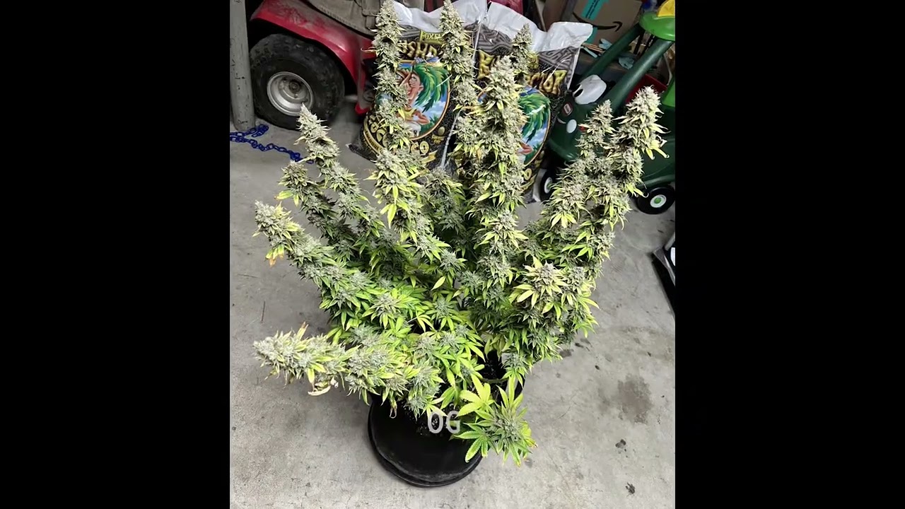 OG Kush special queen blue gelato x2