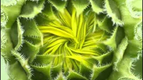 سورة ابراهيم القارىء محمد البراك    YouTube