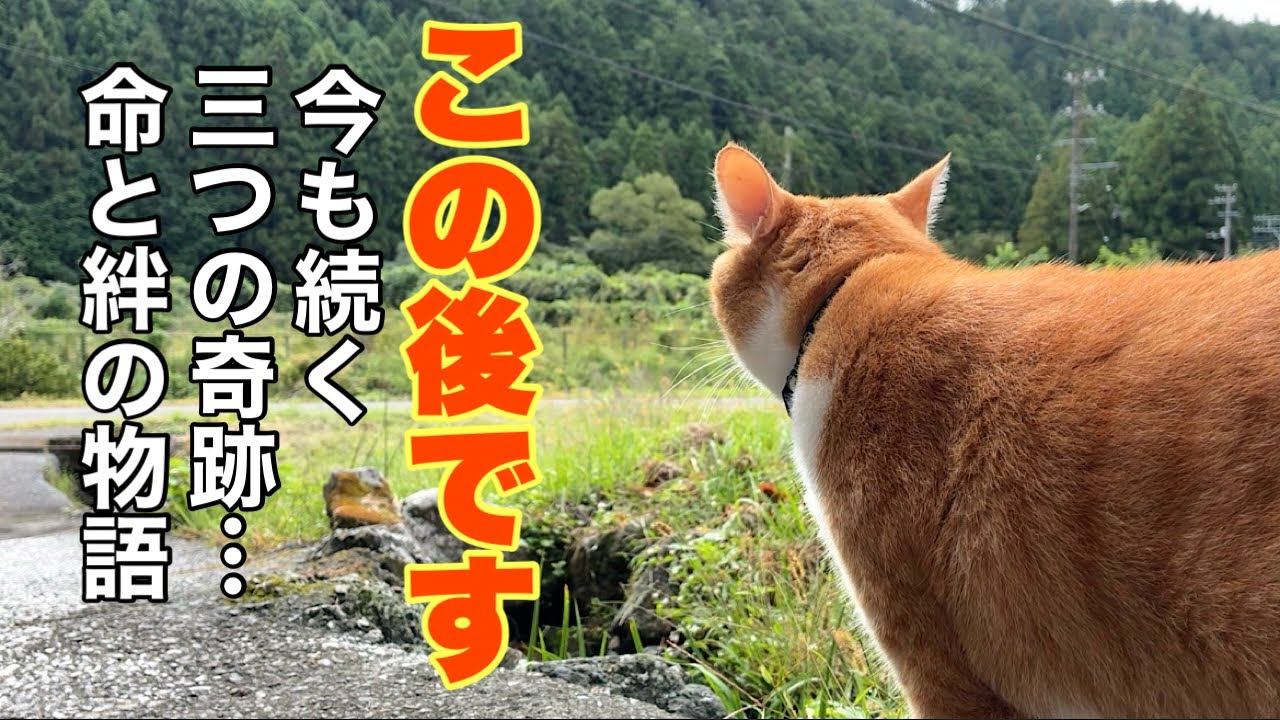 Cats living in a mountain village in Japan. - YouTube