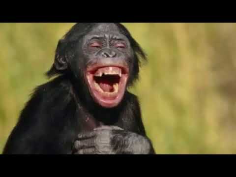 Foto Monyet Ketawa Lucu Gambar Ngetrend dan VIRAL