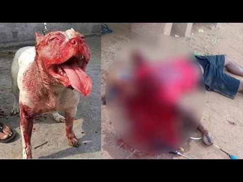 Video: Mädchen Stirbt An Pitbull-Angriff