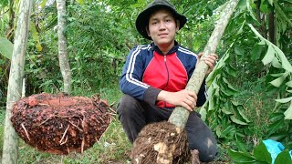 Harvest Potato Elephant foot Yam farm of the father