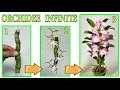 ORCHIDEA, MOLTIPLICALA CON UN TRUCCO FACILE FACILE, orchidee, ORCHIDEA BAMBOO, phalenopsis