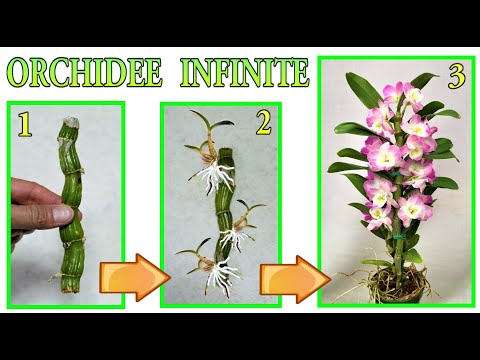 Video: We verdelen alles in tweeën, of Hoe een orchidee kweekt
