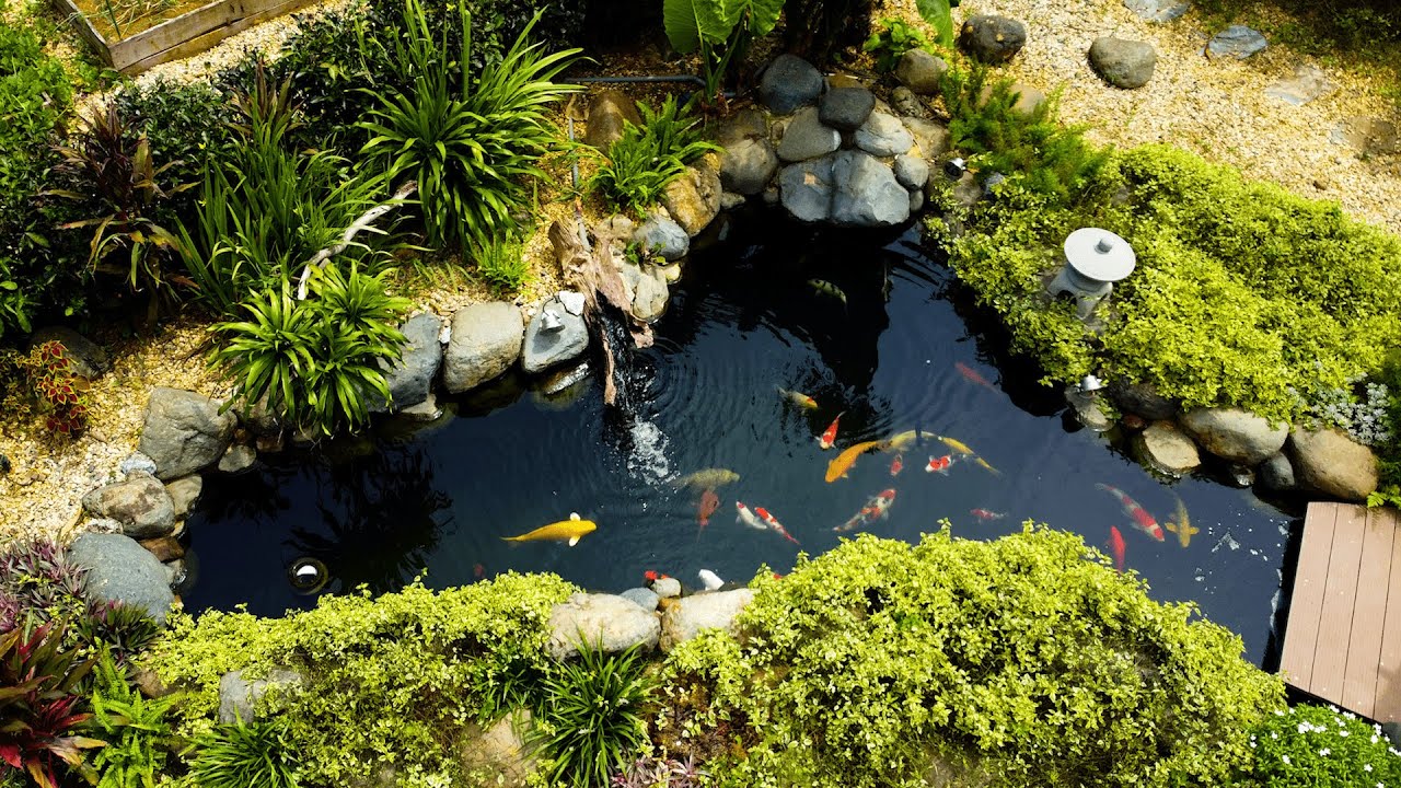 One of the most beautiful Koi aquarium in Hanoi capital in Vietnam