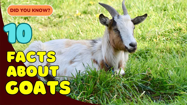 10 Fascinating Facts About Goats! 🐐